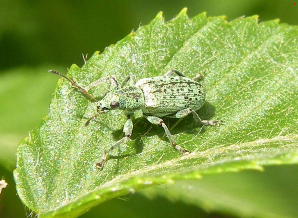 Polydrusus cervinus